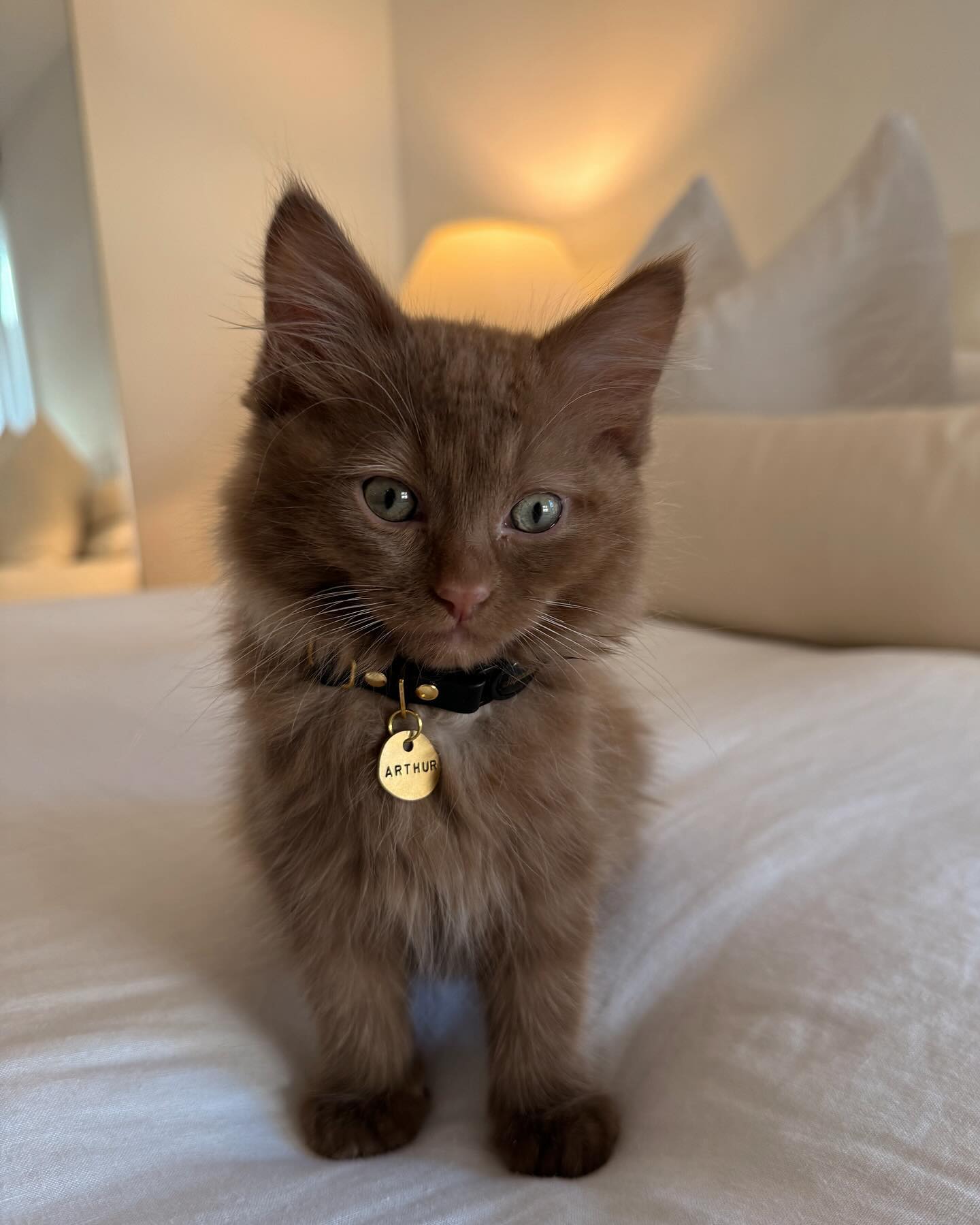Persian kitten from Kittens For Home