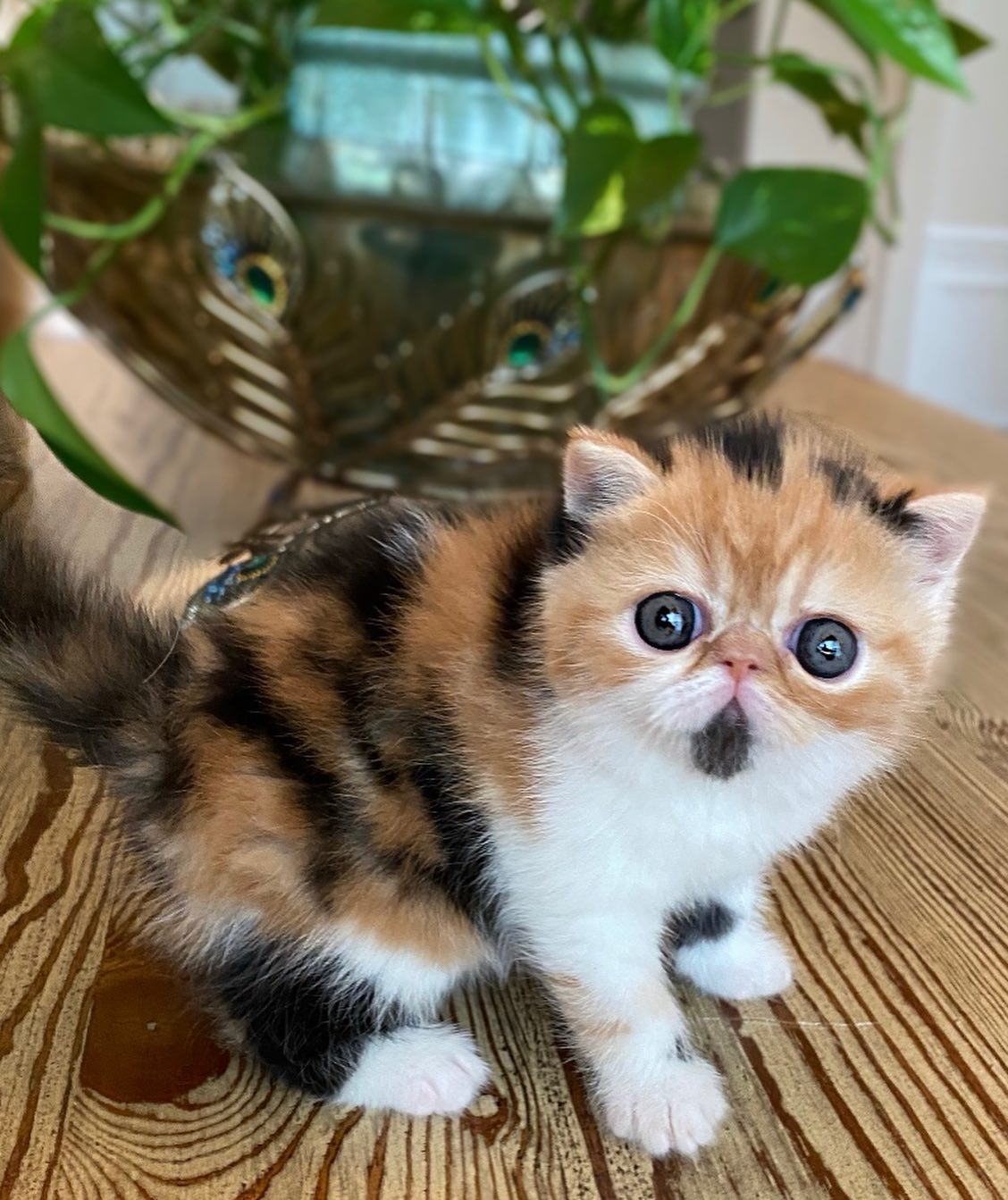 Arya