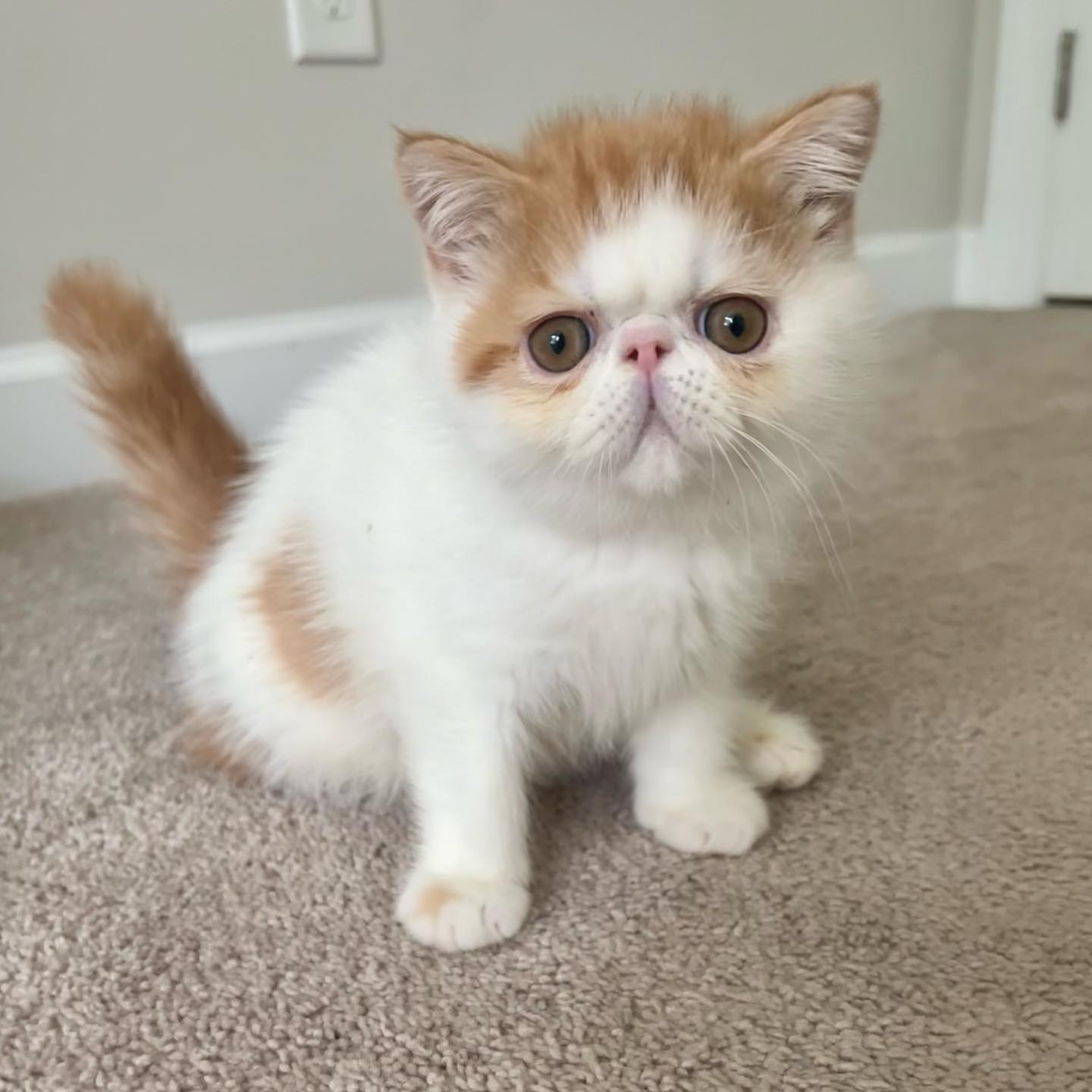 Mochi