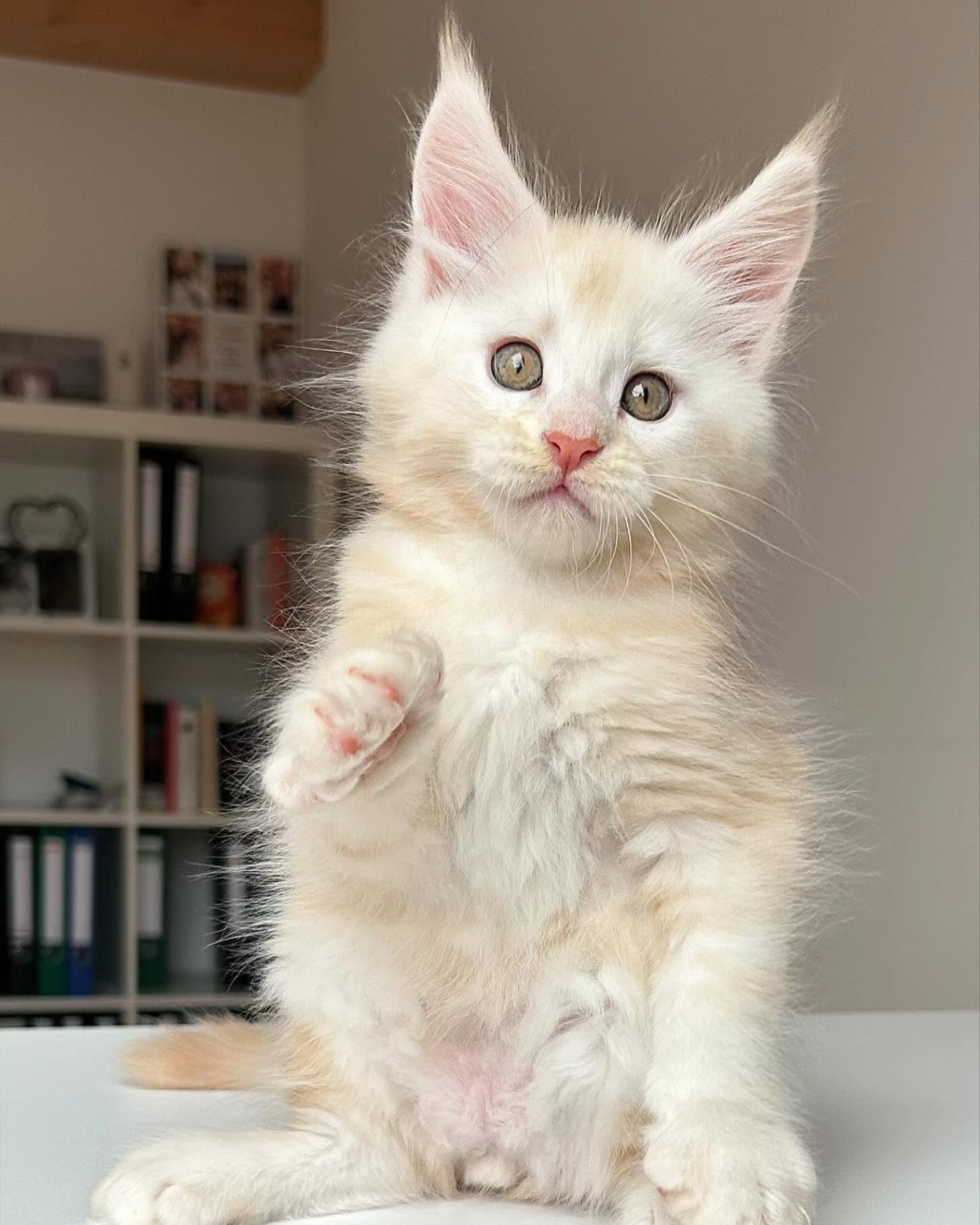 Piper